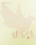 小白鴿